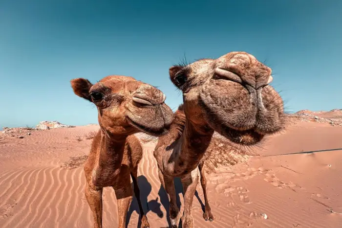 Egipt - Kair & Sharm el Sheikh - Piramidy + nurkowanie - wylot z Warszawy, Gda�ska, Krakowa, Katowic, Wroc�awia (all inclusive)