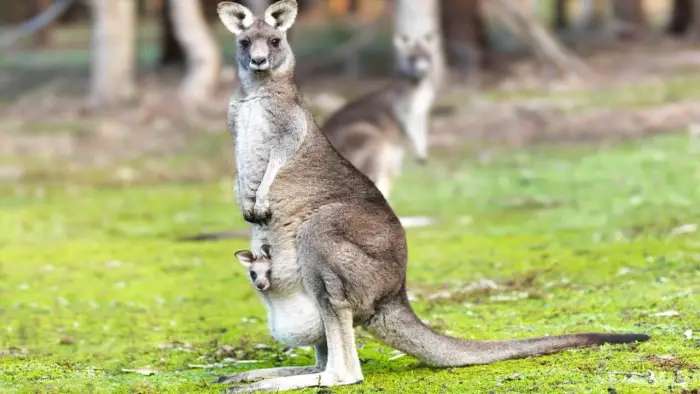 Australia - Wyprawa do Australii - wylot z Warszawy