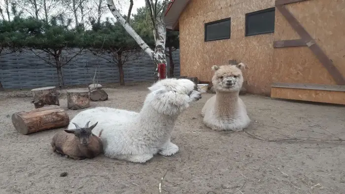 Uniej�w - ob�z rekreacyjny