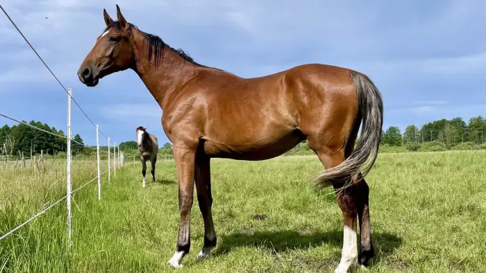 Czaplinek - ob�z jazdy konnej