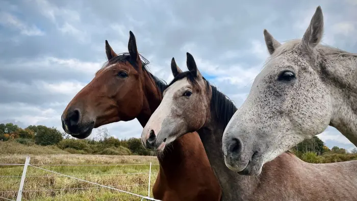 Czaplinek - ob�z jazdy konnej