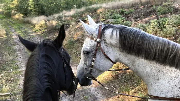 Czaplinek - ob�z jazdy konnej