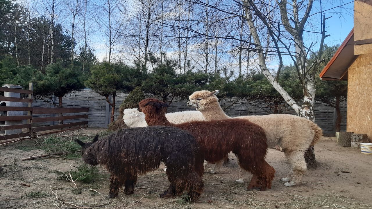 Uniej�w - kolonia i ob�z j�zyka angielskiego