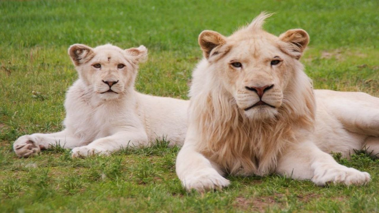 Uniej�w - kolonia survivalowa