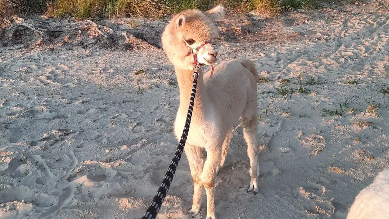 Uniej�w - ob�z rekreacyjny