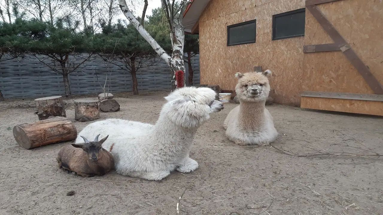 Uniej�w - ob�z - Termalna Przygoda